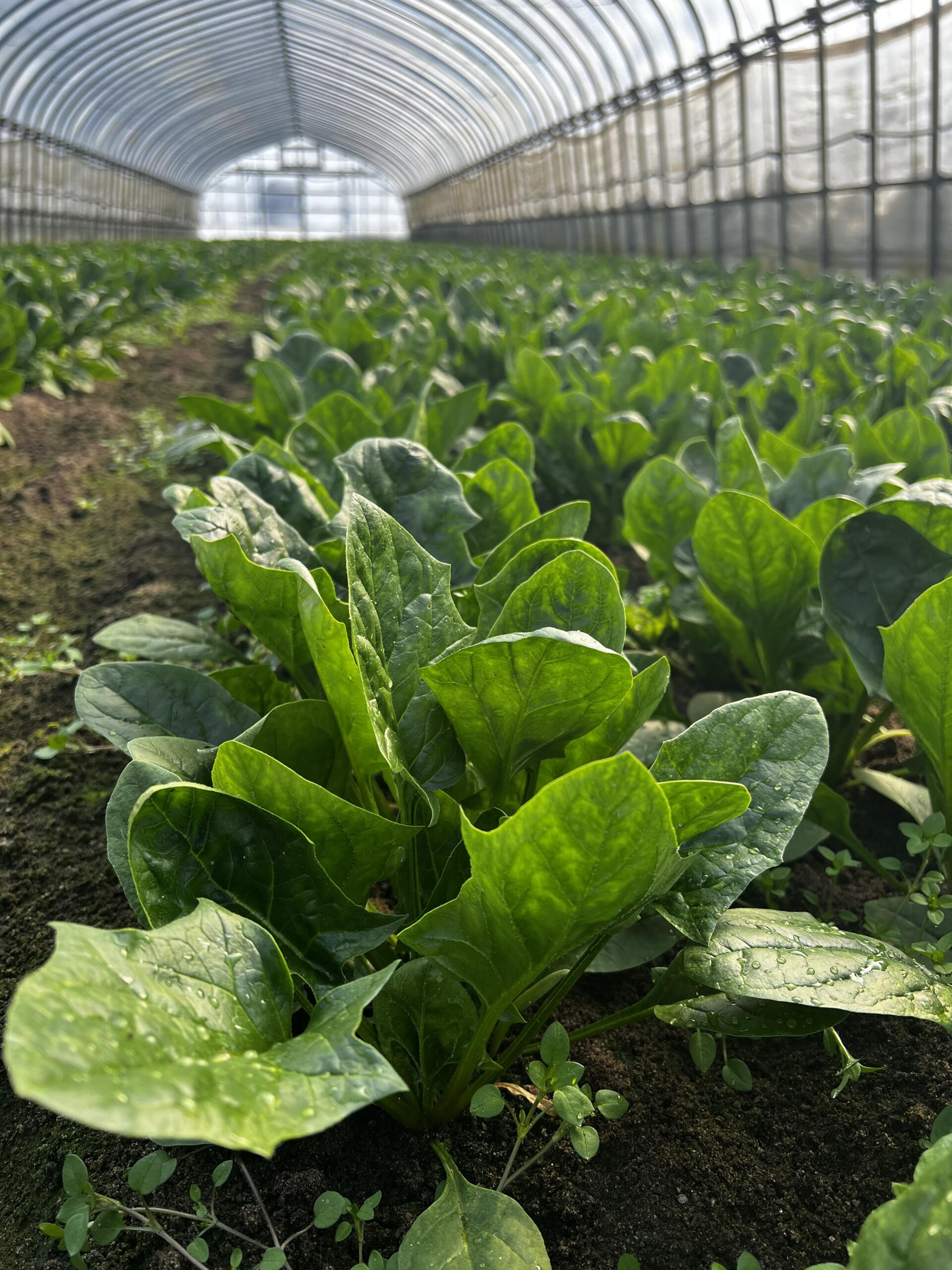 受け継がれる魂👩‍🌾